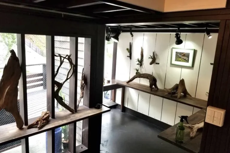 Art gallery Owl